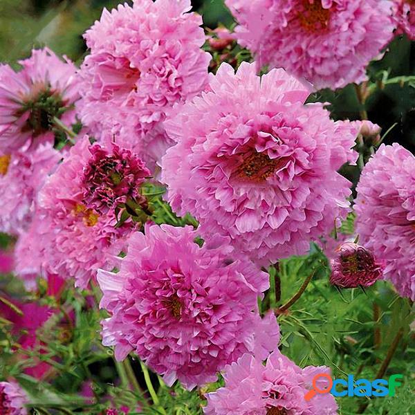 Egrow 100 Unidades de Sementes de Crisântemo Duplo Cosmos