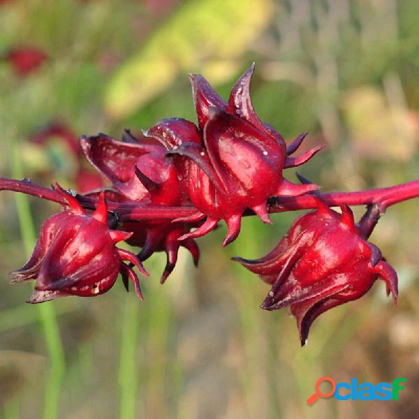 Egrow 20 Pçs / saco Roselle Sementes Hibiscus Sabdariffa