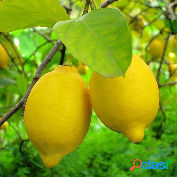 Egrow 20 Unidades / pacote Amarelo Comestível Semente De