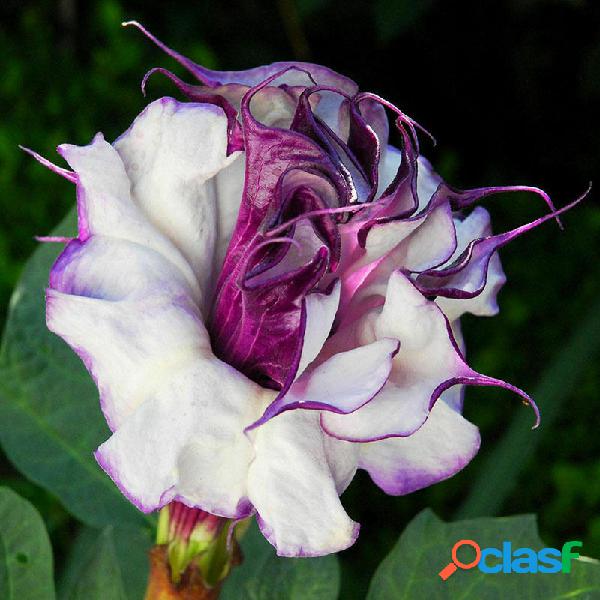 Egrow 20 Unidades / pacote Mandala Roxa sementes Moonflower