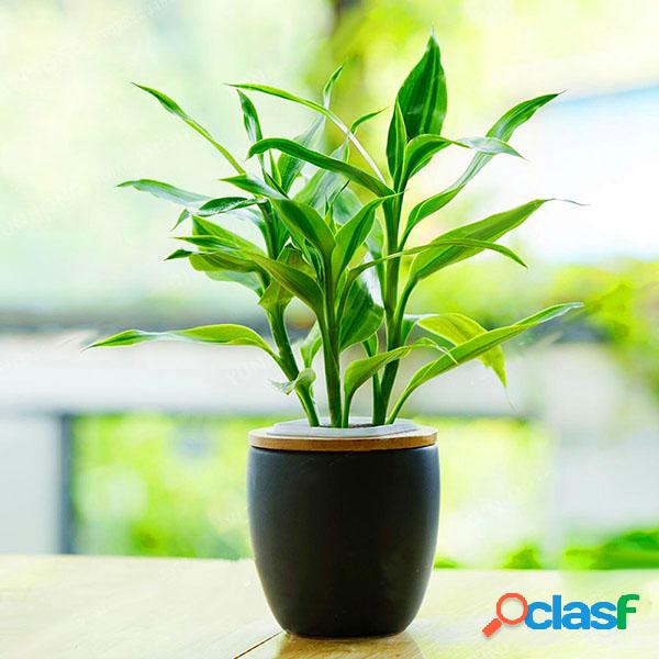 Egrow 30 PCS / Pack Sorte Sementes De Bambu Bonsai Absorvem