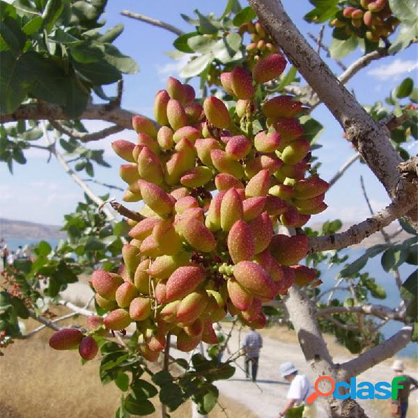 Egrow 5 Unidades / Pistácios Sementes de Jardim Ao Ar Livre
