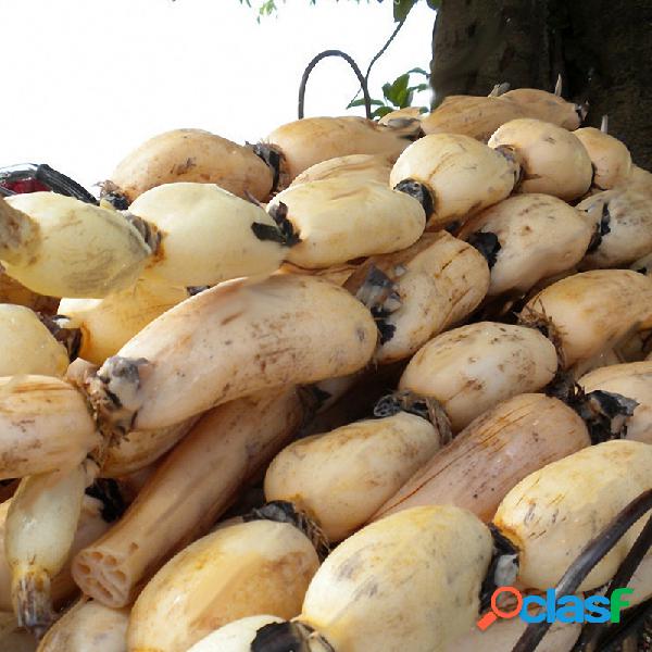 Egrow 5 pçs / saco sementes de raiz de lótus vegetal