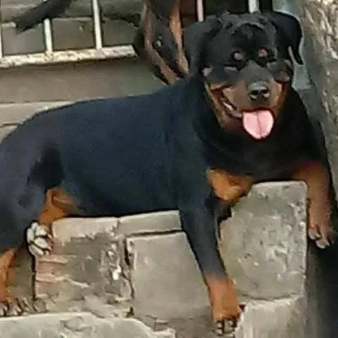 Canil Laila Belos Cães Apresenta Ninhada De Rottweiler.