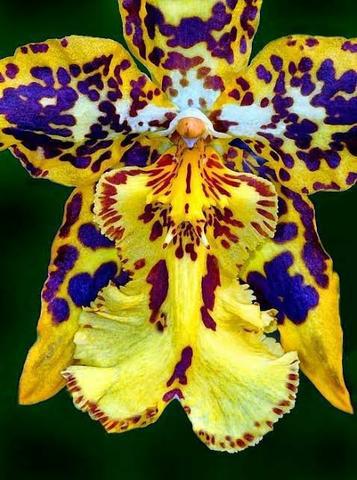 Curso completo sobre Orquídeas