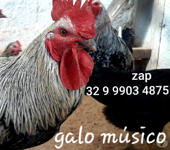 Galo músico. Ovos galados pintinhos frangos franga galinhas