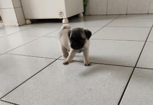 Pug macho 40 dias