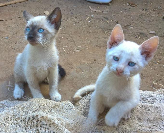 Doa se gatinhos lindos