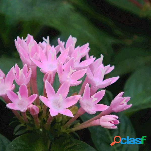 100 Pcs / Bolsa Flor Da Estrela sementes Varanda Jardim Em