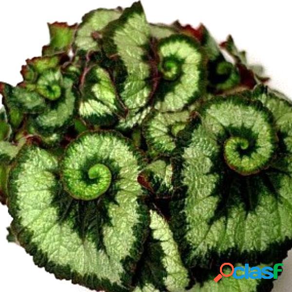 100 Pçs / Bolsa Verde Coleus Flor sementes Bonito Bonsai