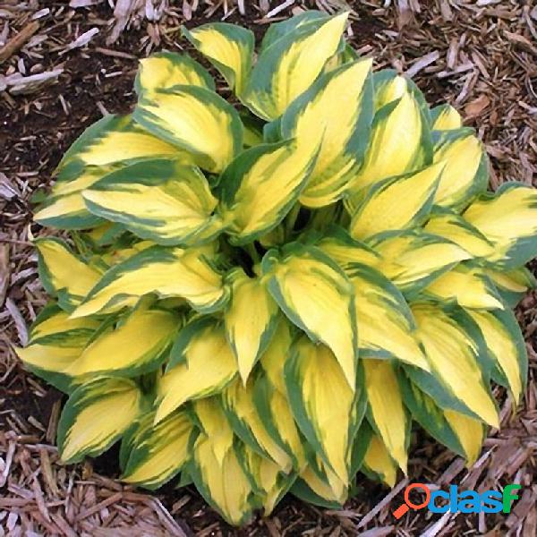 100Pcs Plantain Lily Flower Seeds Green Yellow Hosta Plantas