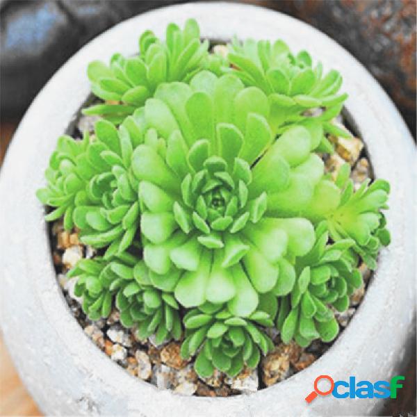50 Pcs Suculento sementes Lotus Lithops Pseudotruncatella