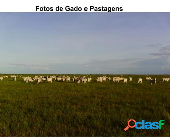 ARRENDAMENTO DE PASTO 9.000ha - COCALINHO - MT