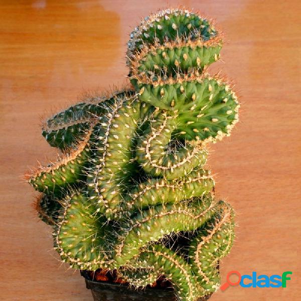 Egrow 10 Unidades / pacote Cactus Sementes Rebutia Variedade