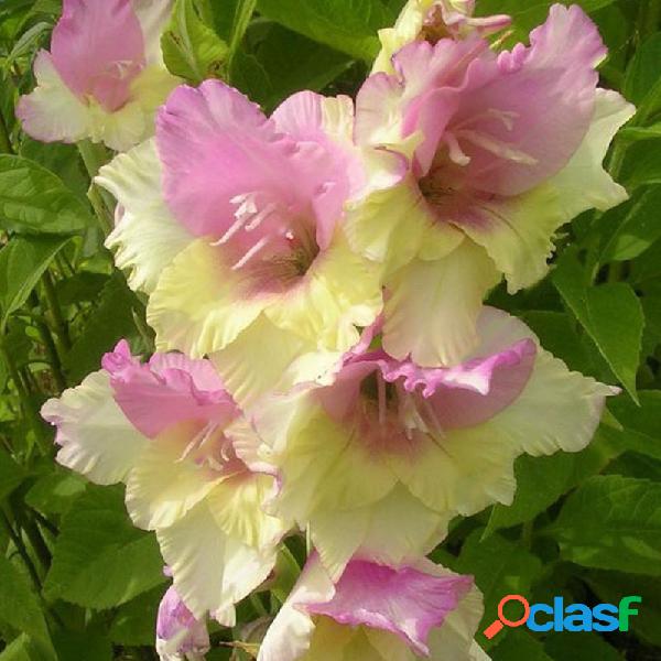 Egrow 100PCS Gladiolus Flower Seeds Rare Sword Lily Flores