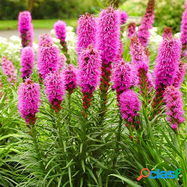 Egrow 100Pcs Cockscomb sementes Liatris Spicata Plantas Raro