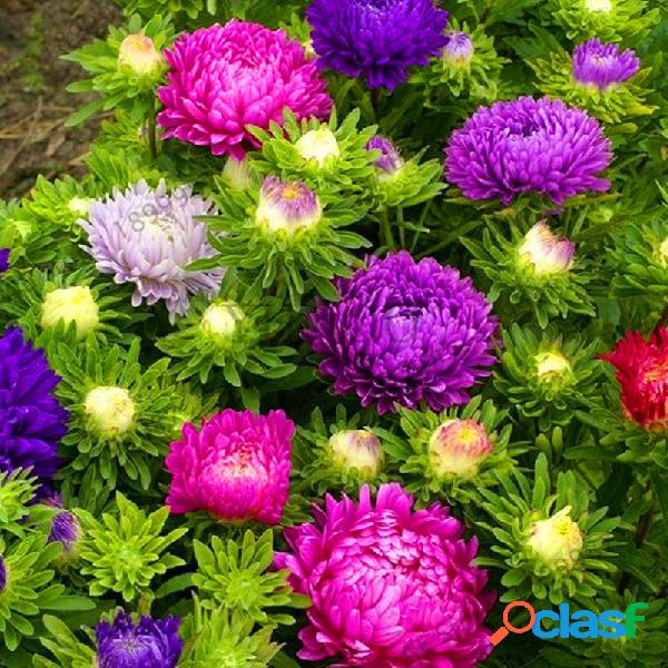 Egrow 30 Unidades / pacote Multi-cor Aster Bonsai Sementes