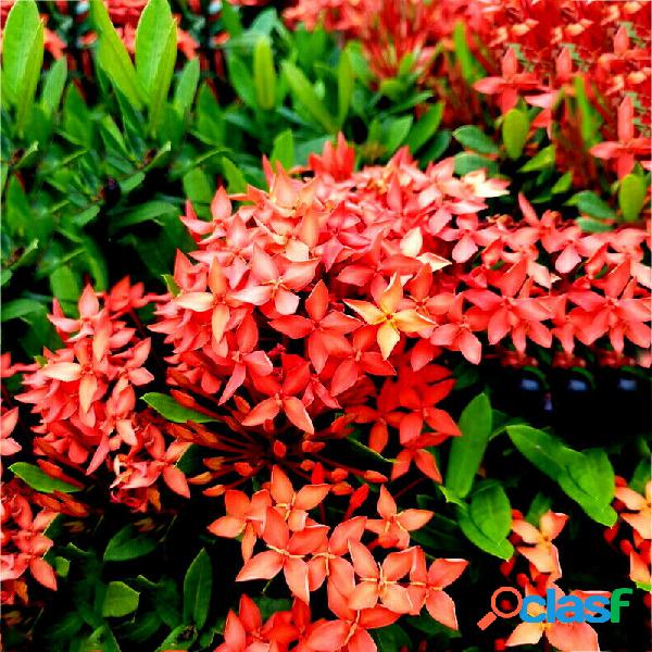 Egrow 50 Unidades / pacote Ixora Coccinea sementes Laranja