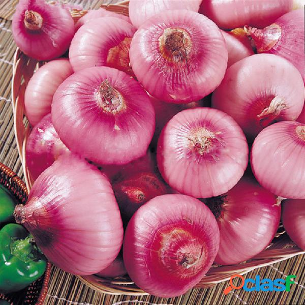 Egrow 50 unidades / pacote vermelho cebola sementes 100