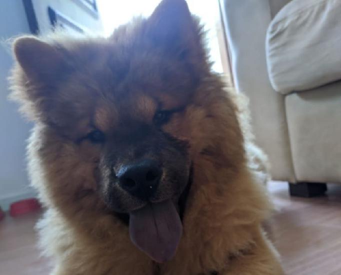Chow chow