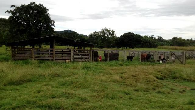 Fazenda 40 Alq. a 10 km de Jussara-GO