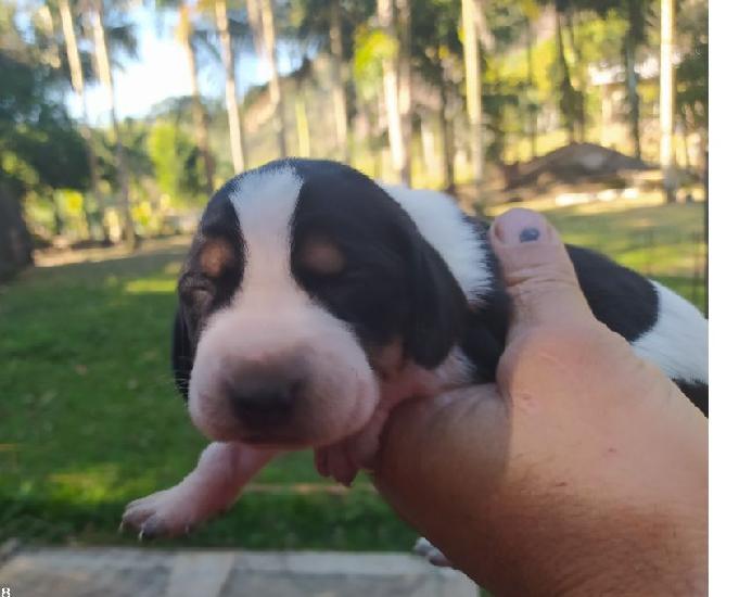 Filhotes de Fox Hound X Gascon