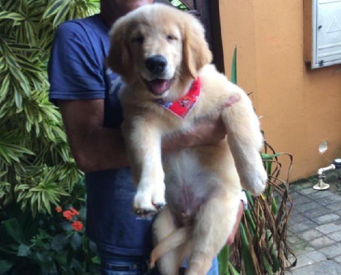 Filhotes de Golden retriever - com pedigree