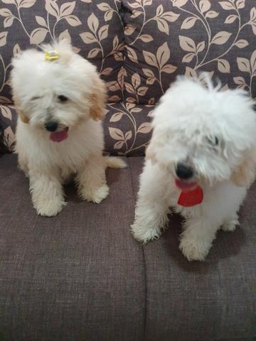 Filhotes de Poodle Toy 4 meses