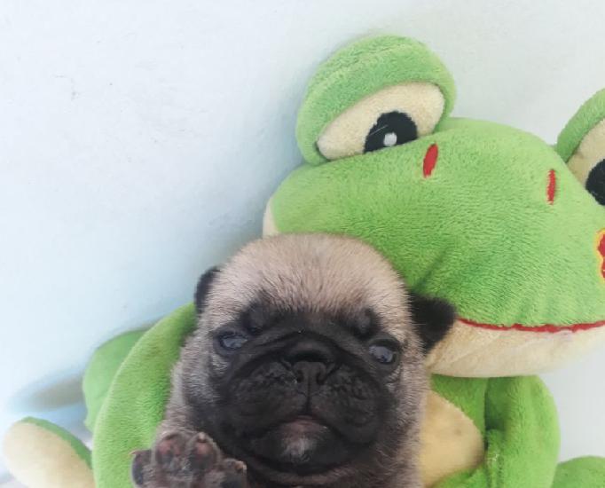 Lindos pug machinho