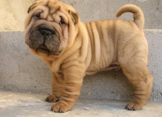 Os melhores filhotes de sharpei aqui!