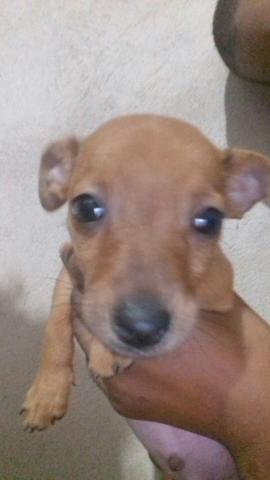 Pinscher 2 meses n 1 ja vermifugado 200