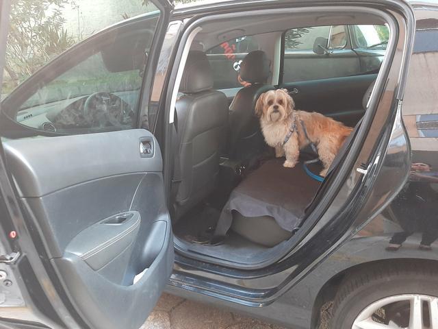 TAXI DOG (transporte de dog com todo conforto e segurança q