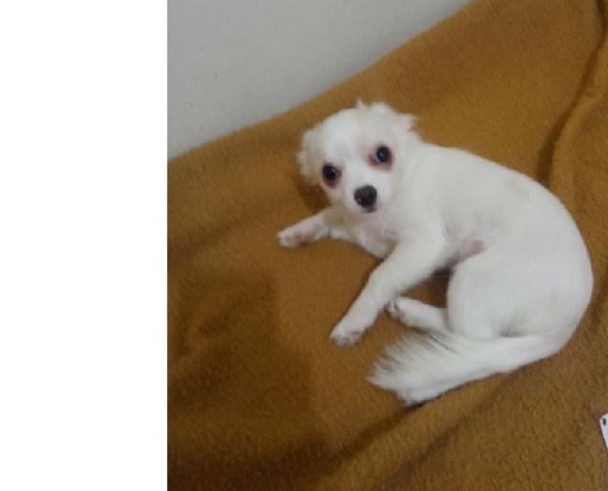 vendo lindo filhote de Chihuahua