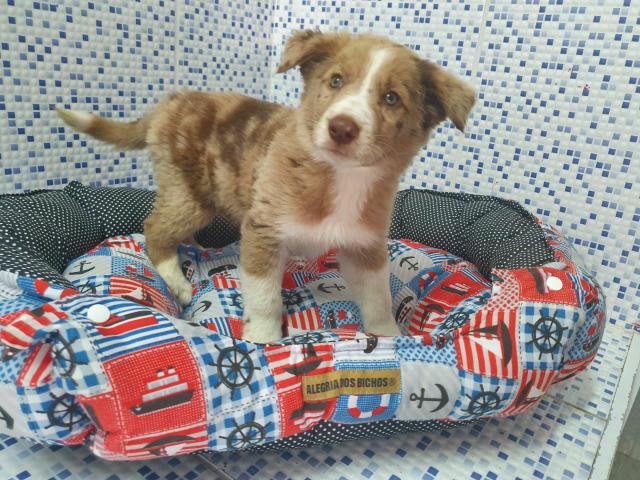 Border Collie Red Merle Olhos Verdes !