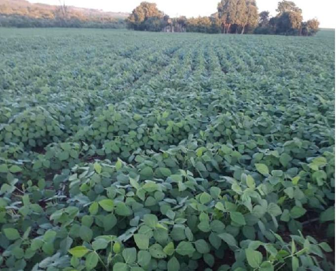 EXCELENTE FAZENDA DE LAVOURA COM 57 ALQUEIRE EM TERRA BOA PR