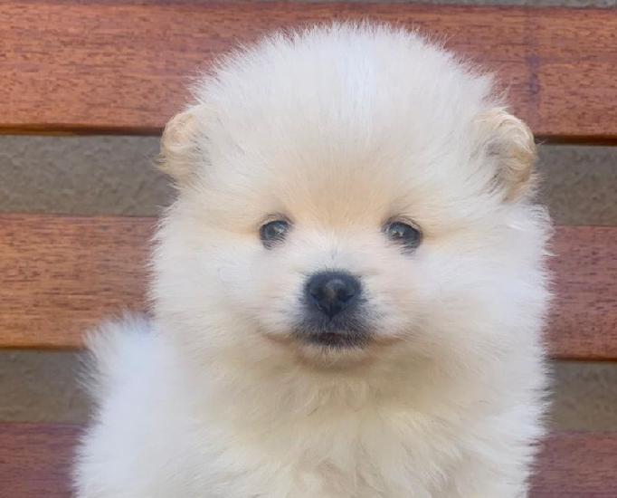Spitz Alemão