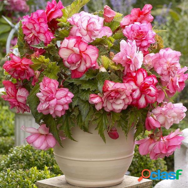 100 Pcs Rosa Begônia Flor sementes Jardim Mágico Bonsai