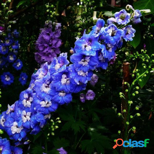 30 Pcs / Bolsa Azul Roxo Branco Rosa Delphinium Popular