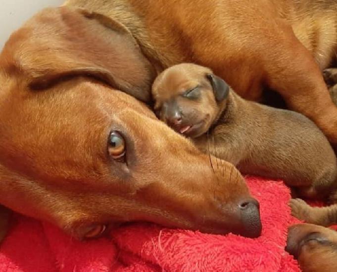 Dachshund (salsichas) a venda!!