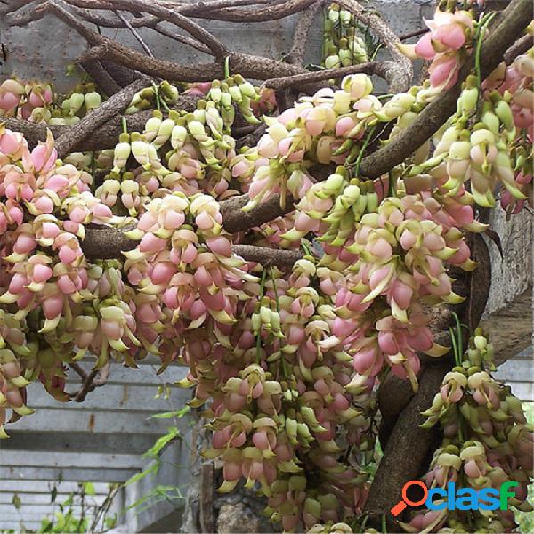 Egrow 16 Unidades / pacote Mucuna Birdwoodiana Árvore