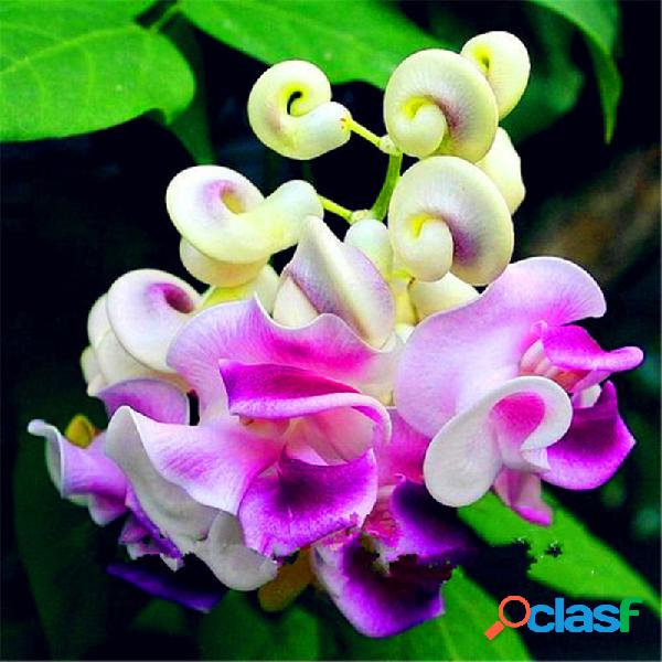 Egrow 20 PCS / Pack Caracol Videira sementes Wisteria