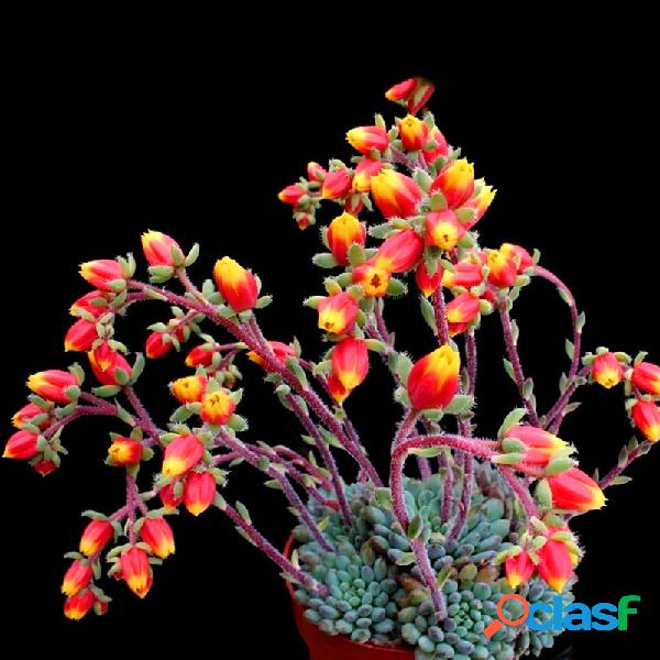 Egrow 20 Unidades / pacote Cactus sementes Cactus Cactus