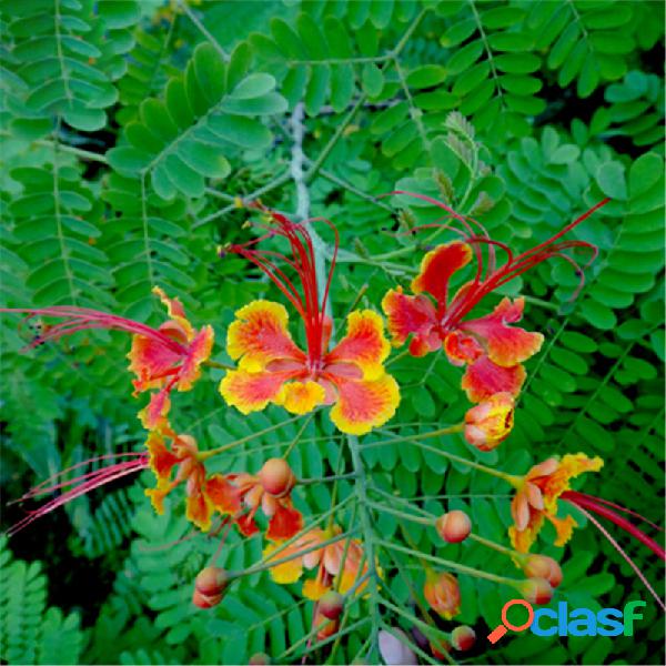 Egrow 20 Unidades / pacote Caesalpinia sementes Caesalpinia