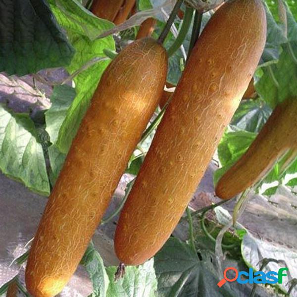 Egrow 20 Unidades / pacote Laranja Pepino Sementes Fresco
