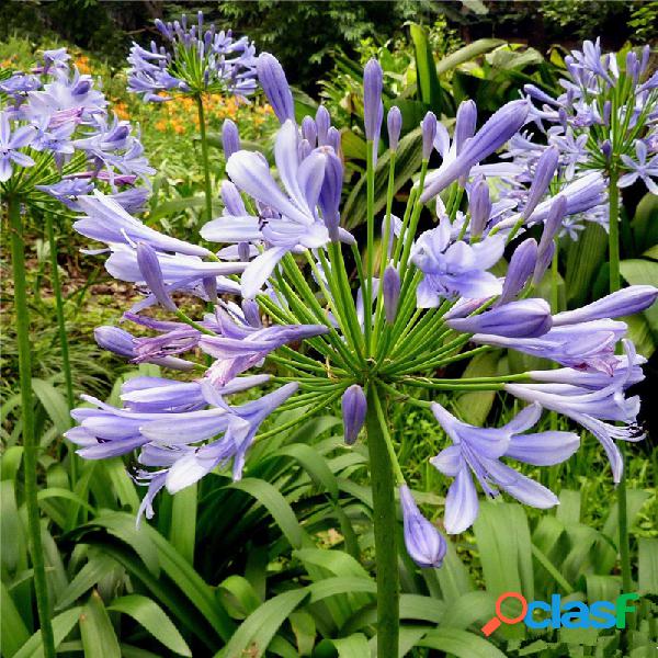 Egrow 30 unidades / pacote agapanthus flor de lírio