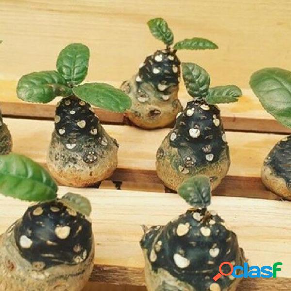 Egrow 5 Unidades / pacote Desert Rose sementes Dorstenia