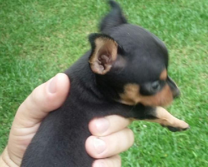 Pinscher 0 filhotes (parcelo nos cartões)