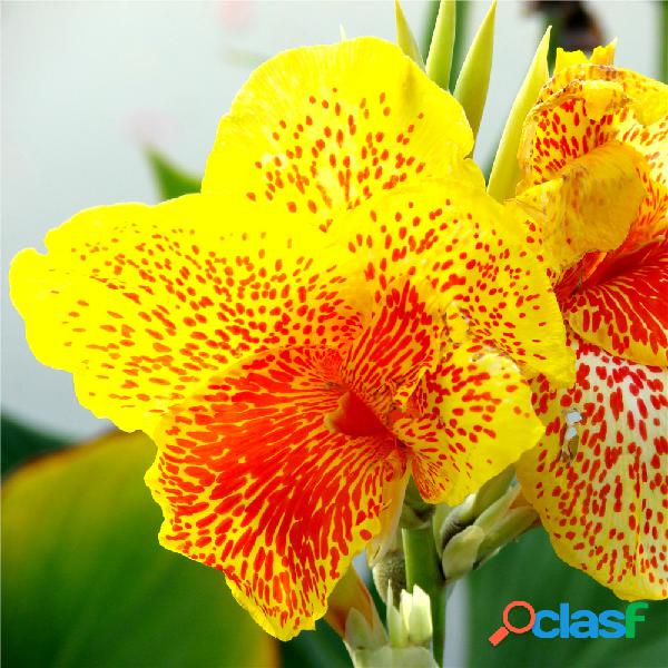 10 Pcs Canna Sementes de Plantas Ao Ar Livre Indoor Pot