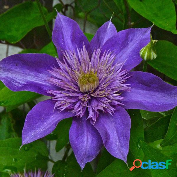 100Pcs Clematis Sementes Potted Clematis Flower Garden