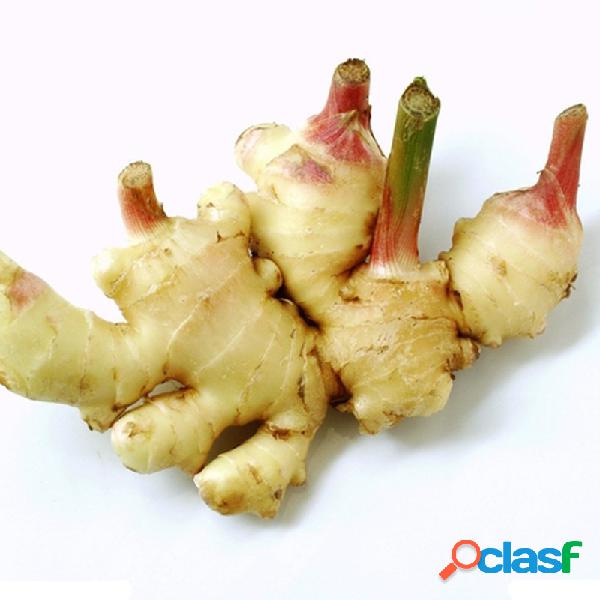 100Pcs Gengibre Sementes Varanda Vegetais Potted Bonsai